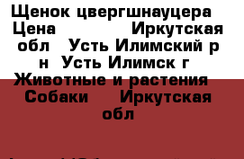 Щенок цвергшнауцера › Цена ­ 20 000 - Иркутская обл., Усть-Илимский р-н, Усть-Илимск г. Животные и растения » Собаки   . Иркутская обл.